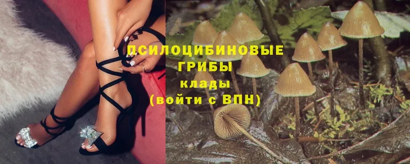 как найти закладки  Каменка  Галлюциногенные грибы Psilocybine cubensis 